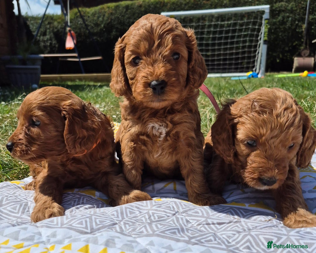 Cockapoo dogs for sale: Beautiful Red Cockapoos  in Bridgwater - Image 2