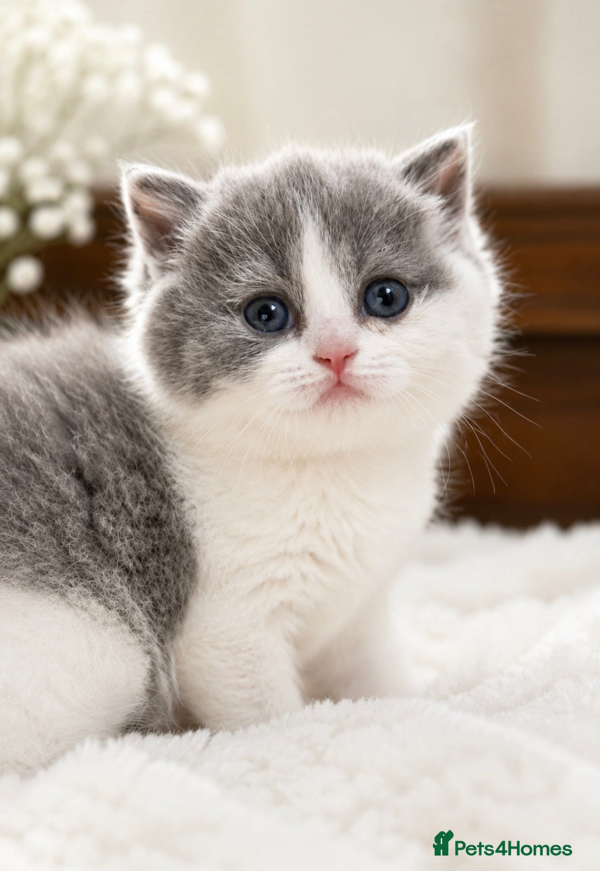 British Shorthair cats GCCF British Shorthair kitten - Advert 1