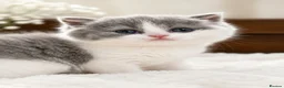 British Shorthair cats for sale: GCCF British Shorthair kitten - Advert 1