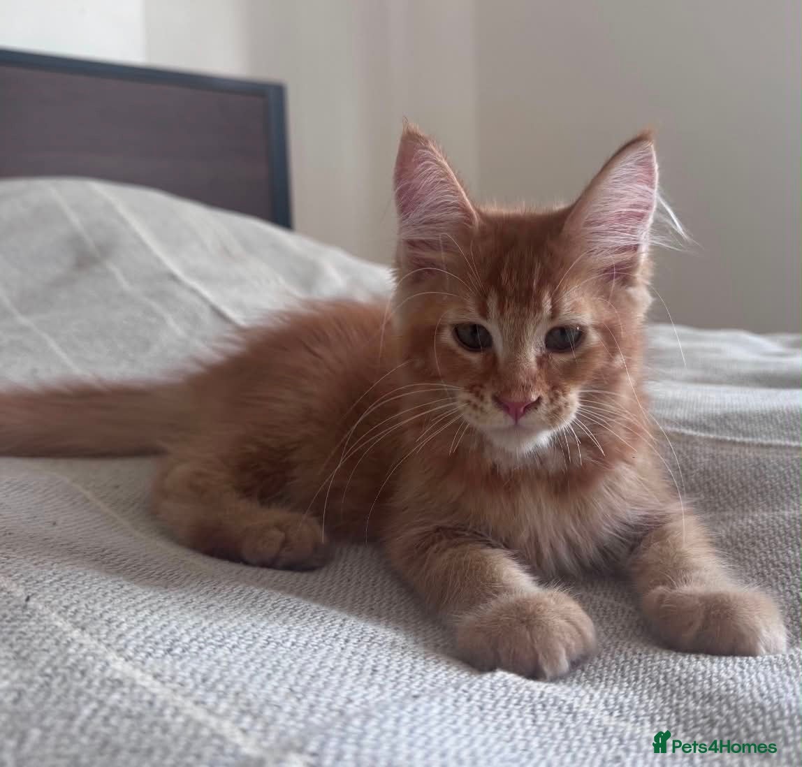 Maine Coon cats Maine Coon Registered kittens - Advert 4