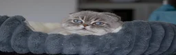 Scottish Fold cats for stud: Meet George 💙 - Advert 2