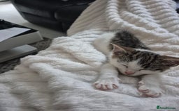 Mixed Breed cats for sale: Beautiful female kitten for sale - Advert 13