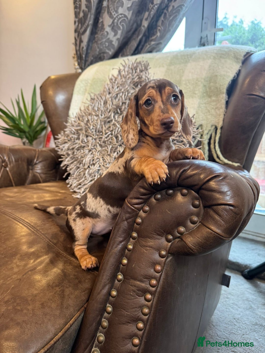Miniature Dachshund dogs for sale: Miniature Dachshund Puppies - Image 4