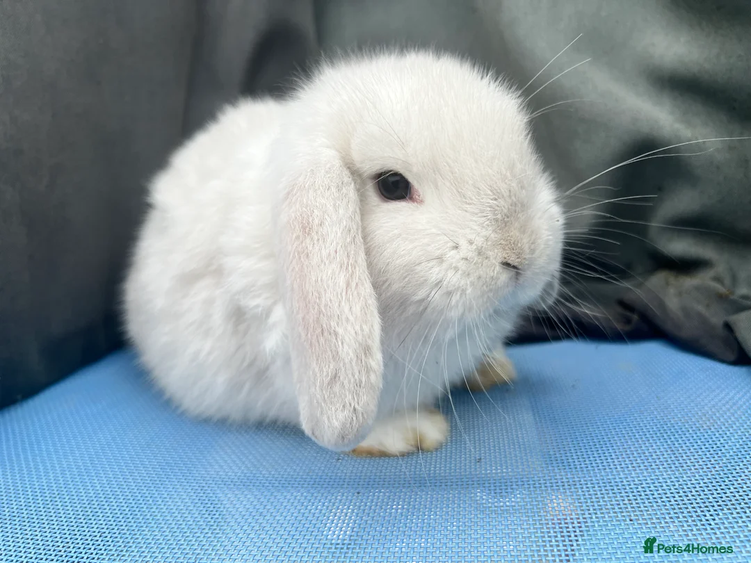 Mini Lop rabbits for sale: Lovely Baby Mini Lops - Advert 11