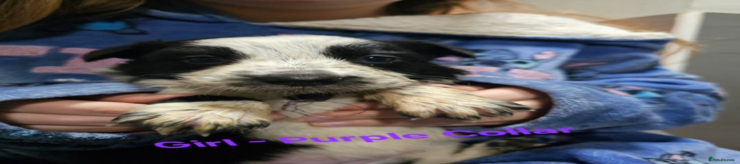 Border Collie Puppy (Purple)