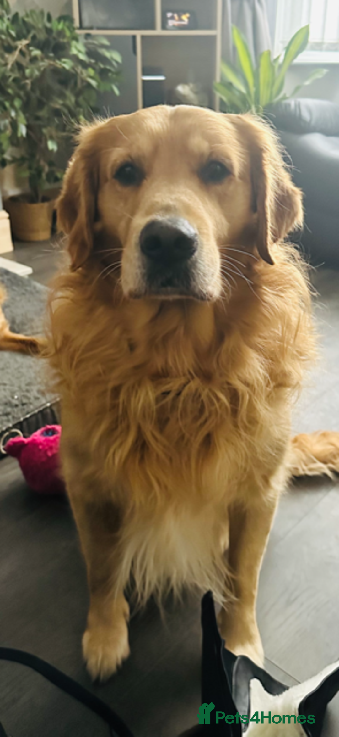 Golden Retriever dogs for stud: stunning dark golden stud in Bury Saint Edmunds - Advert 15