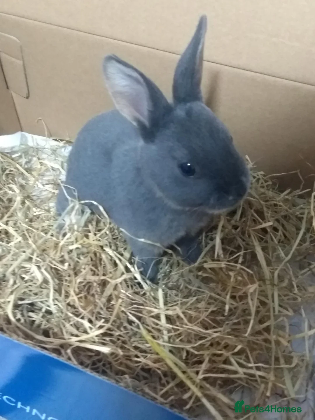 Rex rabbits for sale: Beautiful Purebred Rex Rabbits Babies - Advert 1