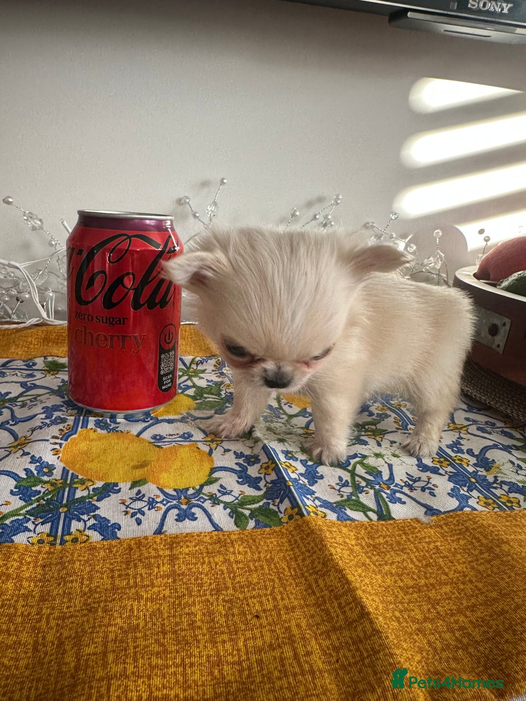 Chihuahua dogs for sale: KC Reg Russian and Czech Champions puppies L/C - Advert 8