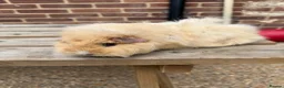 Guinea Pig rodents for sale: Guniea pigs  - Advert 4