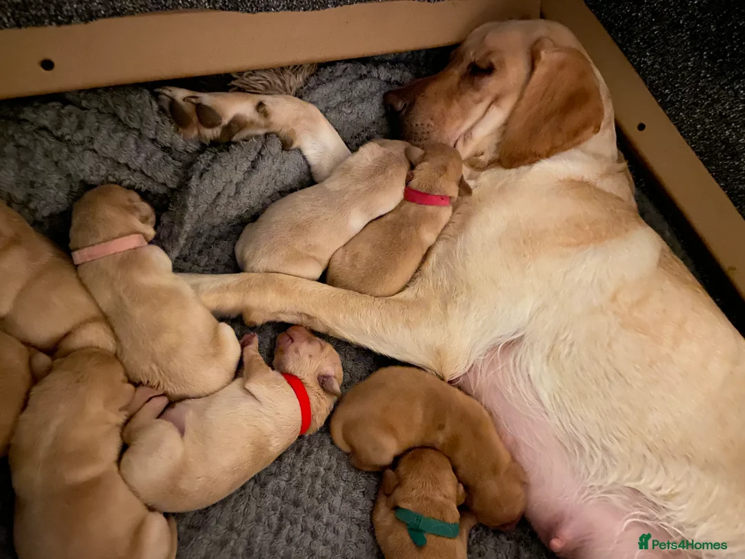 Labrador Retriever dogs for sale: 9 pups Only 4 left, All beautiful boys born 19/01 - Advert 10