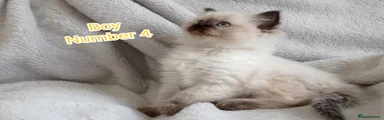 Ragdoll Kitten 4