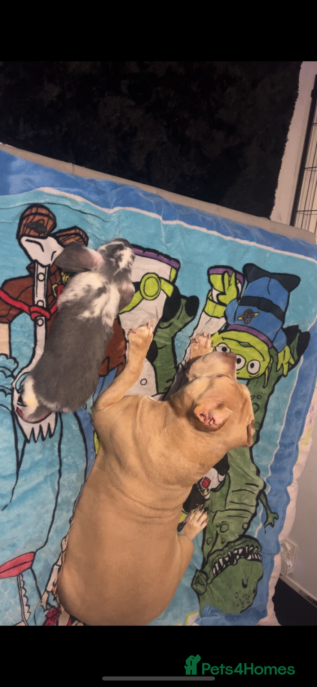 French Lop rabbits for sale: Giant French lop rabbits  - Image 11