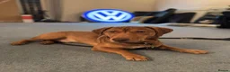 Mixed Breed dogs for adoption: Short Oso - Advert 27