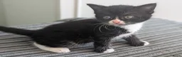 Domestic Shorthair cats for sale: 8 week old kittens - Advert 18
