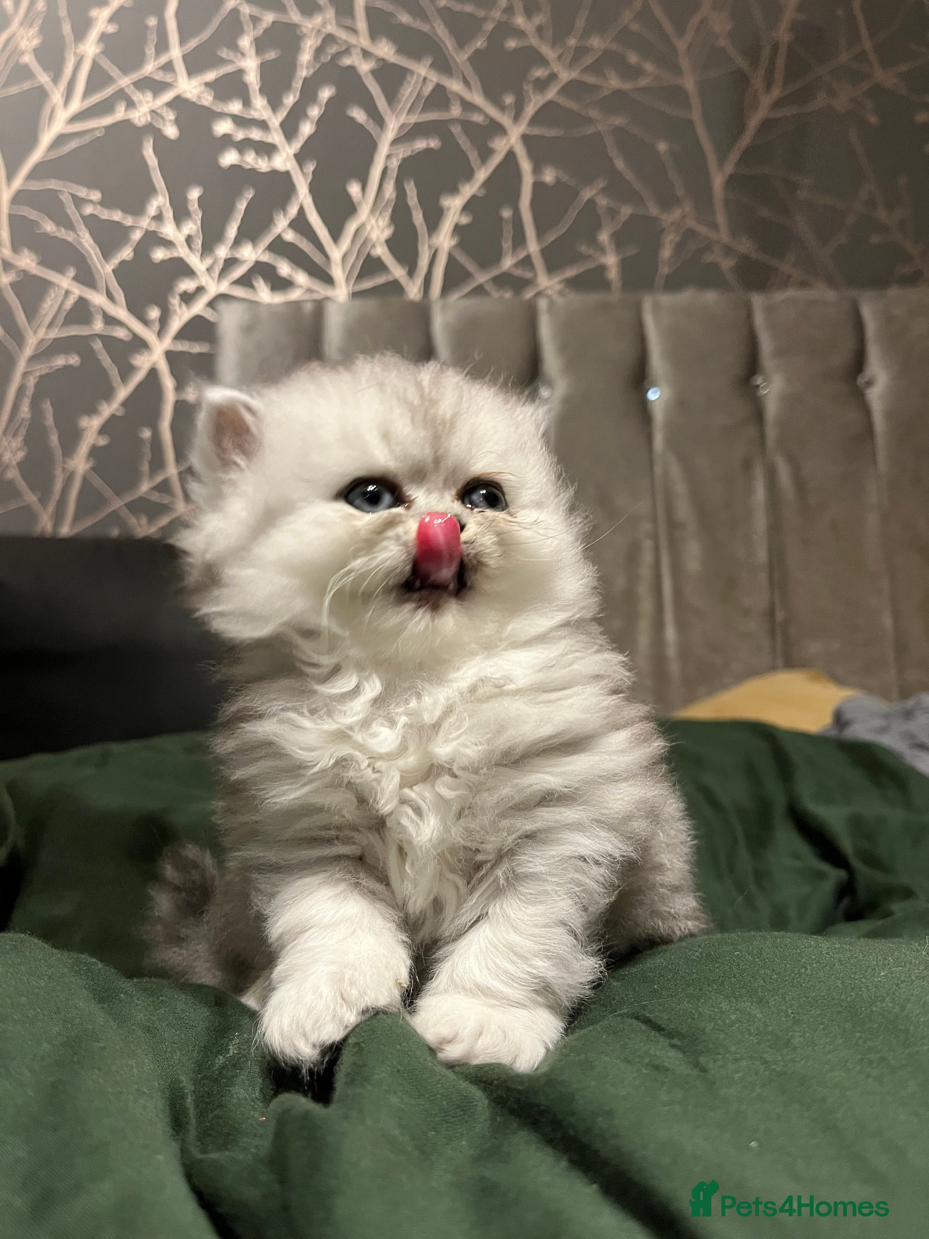 Persian cats Pure Persian kittens for sale  - Advert 7