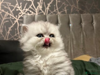 Persian cats Pure Persian kittens for sale - Advert 6