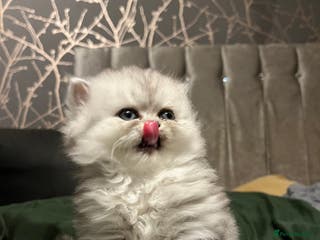 Persian cats Pure Persian kittens for sale , last two left . - Advert 9