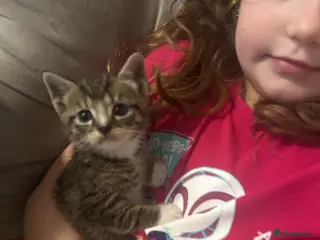 Mixed Breed cats Kittens for sale - Advert 2