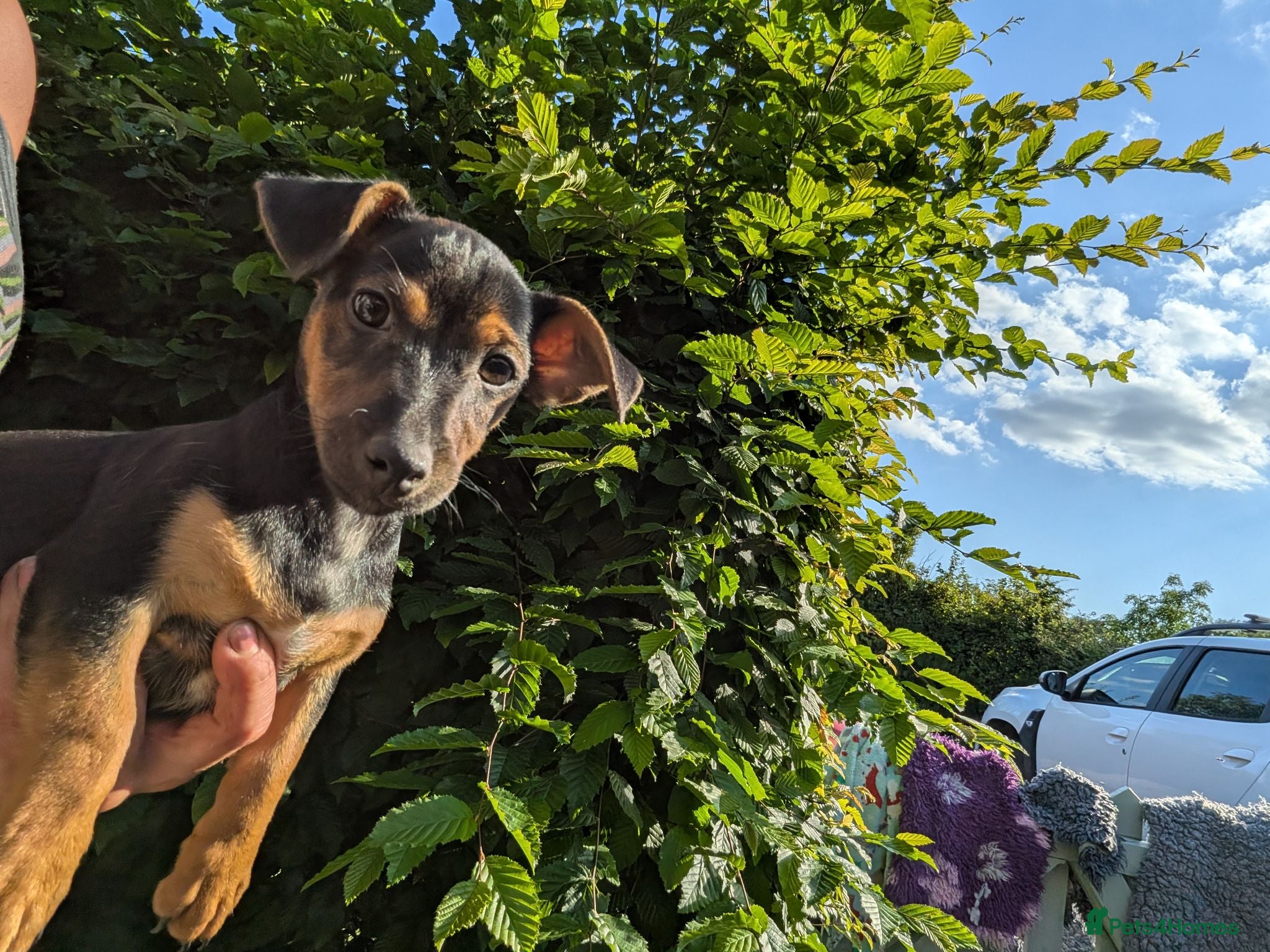 Jack Russell dogs Ready 10 weeks  Gorgeous bk & tan Jack Russel  - Advert 2