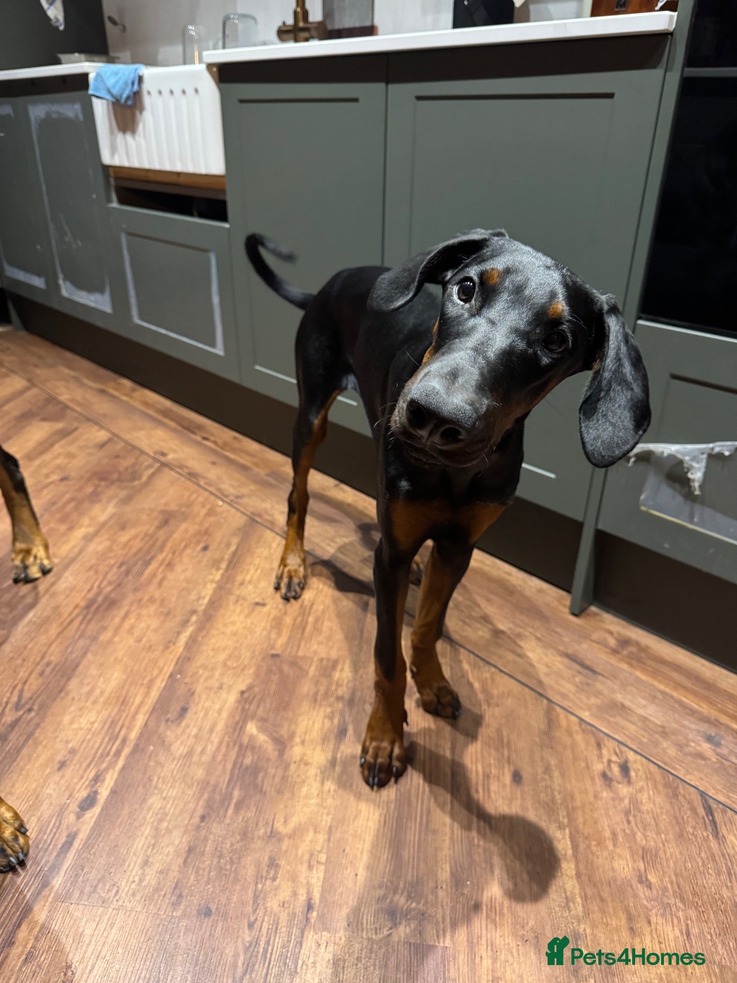 Dobermann dogs Doberman puppy for homing - Advert 1
