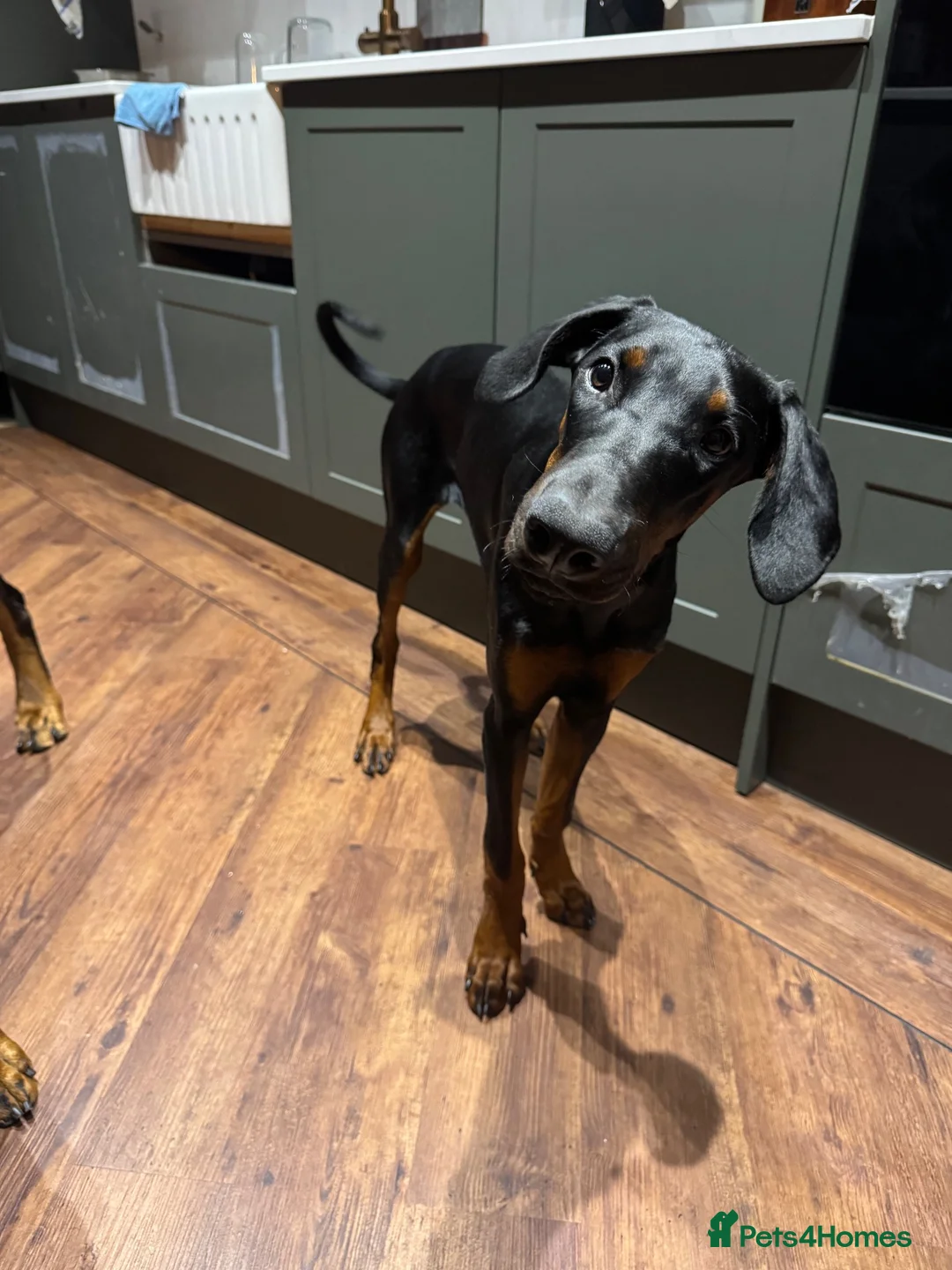 Dobermann dogs for sale: Doberman puppy for homing - Advert 1