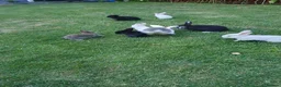 Mixed Breed rabbits for sale: Rabbits for sale  - Advert 3