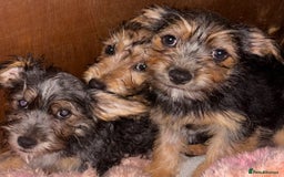 Mixed Breed dogs for sale: Jack Russel x Yorkshire Terrier  - Image 1