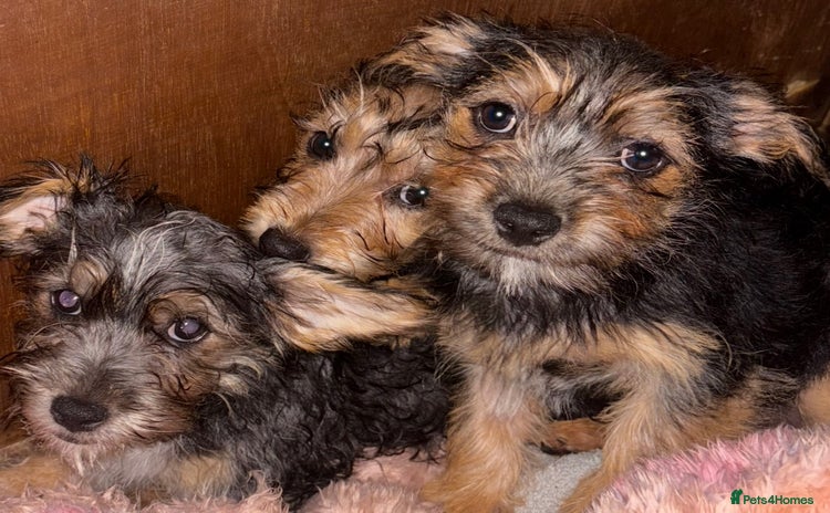 Mixed Breed dogs - Advert 14