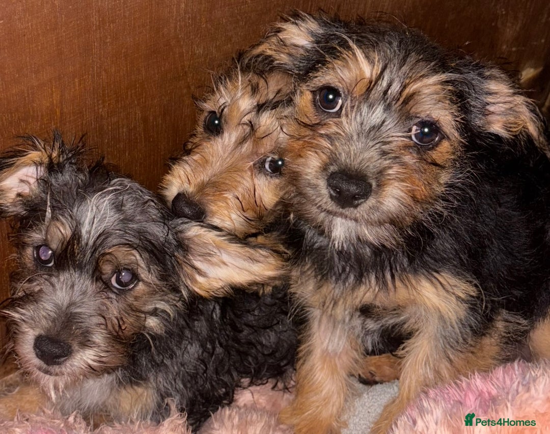 Mixed Breed dogs for sale: Jack Russel x Yorkshire Terrier  - Image 1