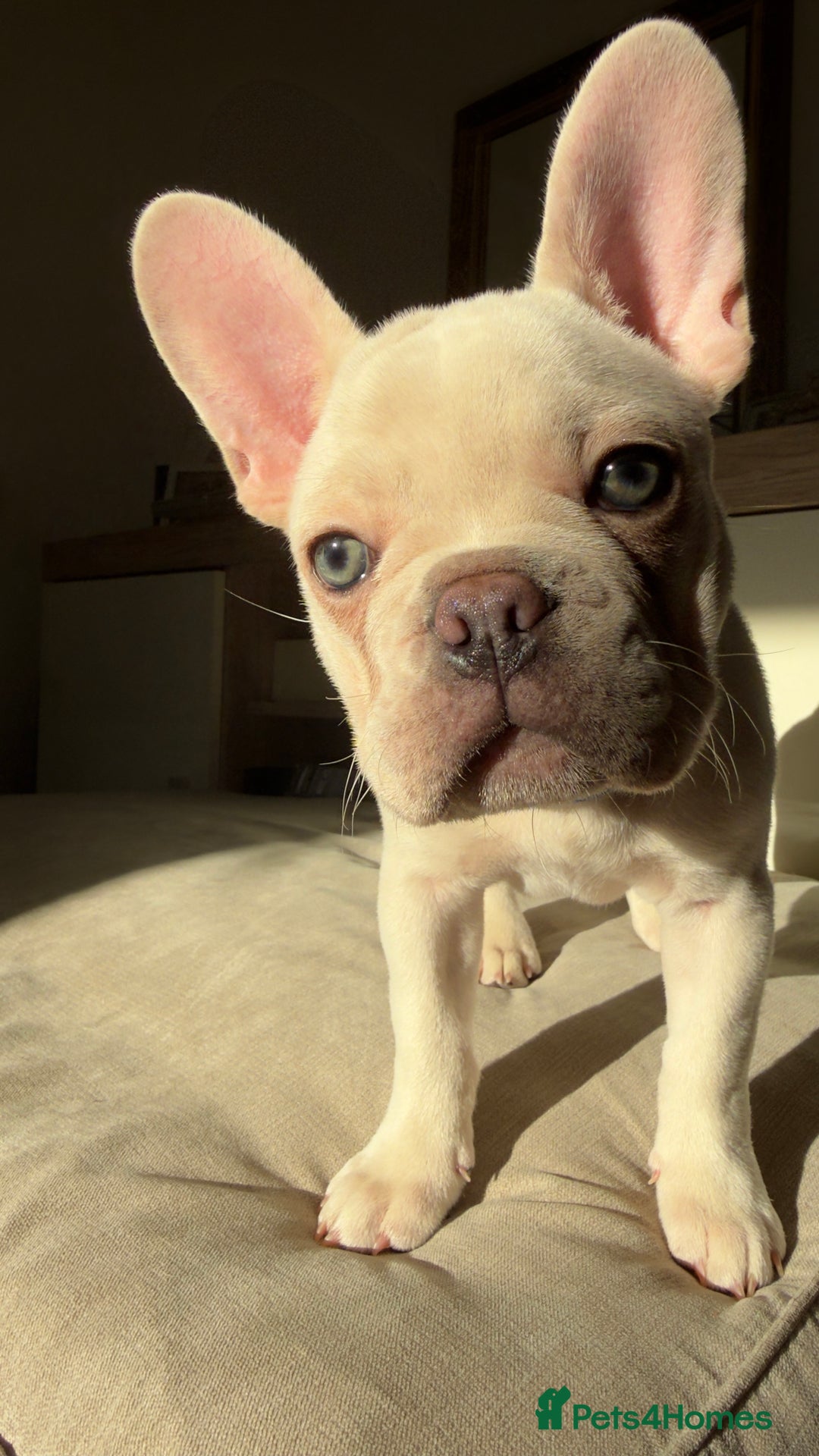 French Bulldog dogs for sale: French Bulldogs For Sale - Advert 5