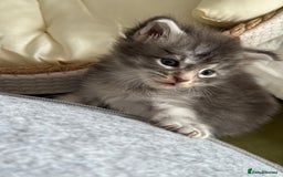 Maine Coon cats for sale: BEAUTIFUL PURE BREED MAINE COON KITTENS  - Image 7