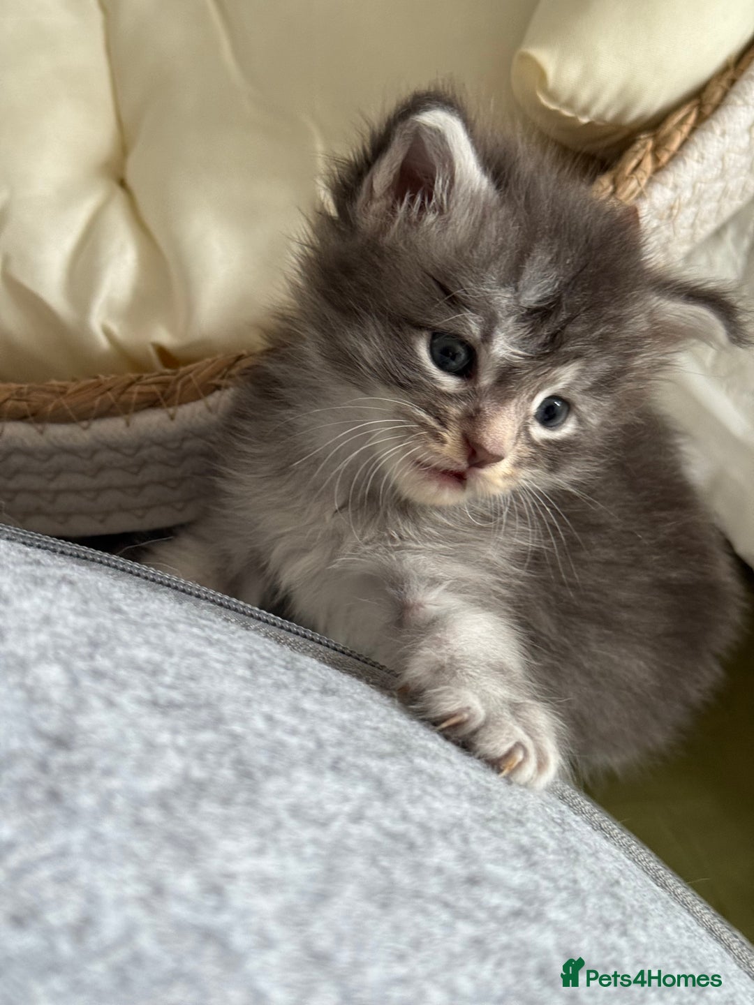 Maine Coon cats for sale: BEAUTIFUL PURE BREED MAINE COON KITTENS  - Image 7