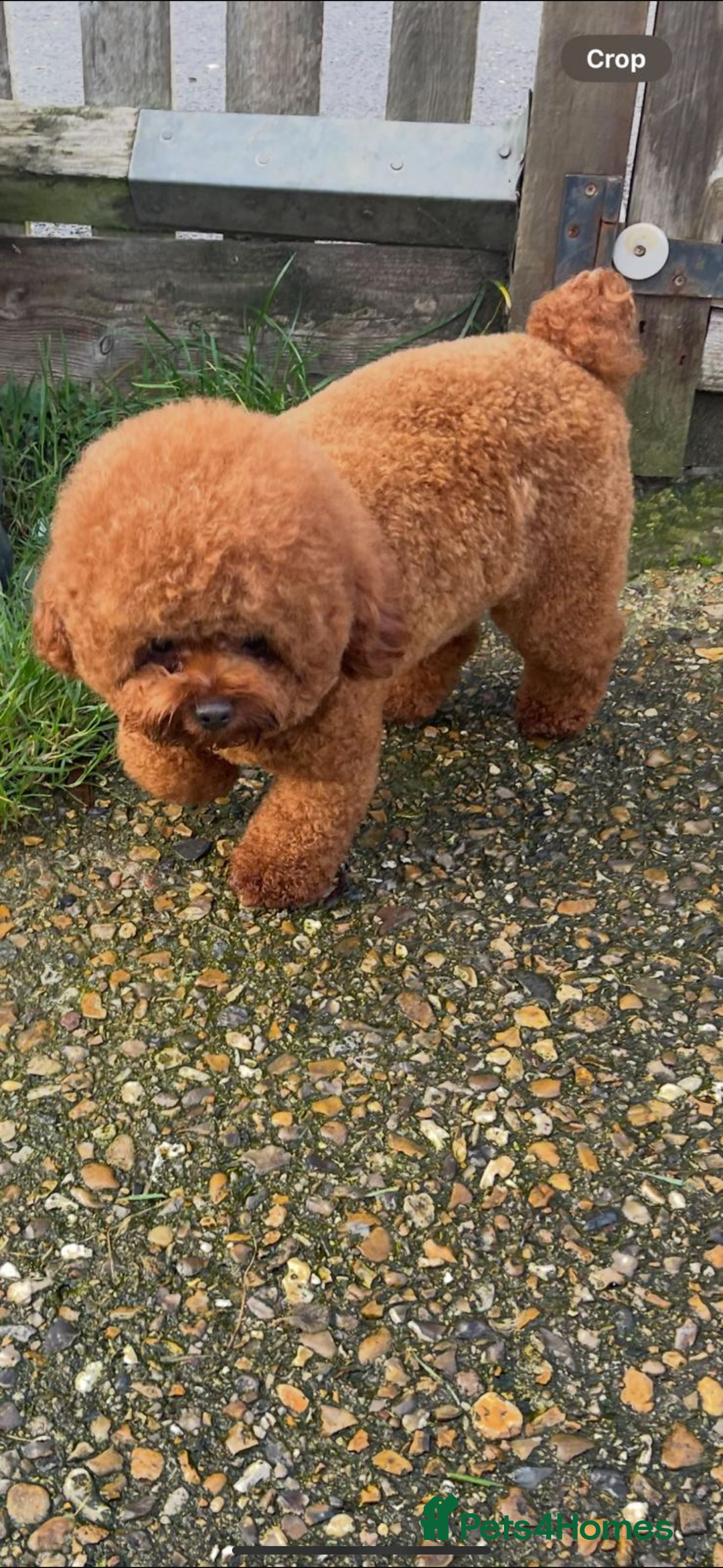 Cavapoochon dogs for sale: Cavapoochons for sale   - Advert 3