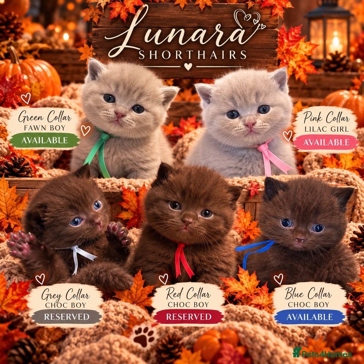 British Shorthair cats Grand Champion Line British Shorthair Kittens - Advert 1