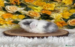 Mini Lop rabbits for sale: 💛 Purebred Mini Lops 💛 xxx - Image 3