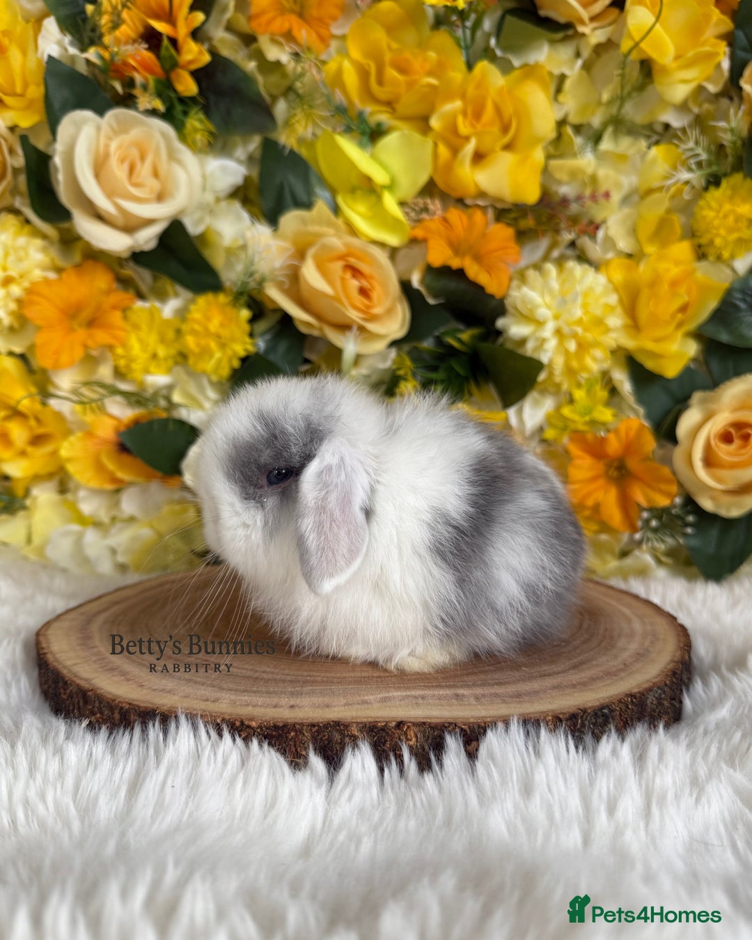 Mini Lop rabbits for sale: 💛 Purebred Mini Lops 💛 xxx - Image 3