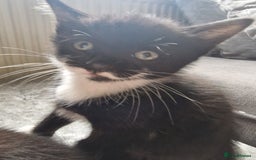 Mixed Breed cats for sale: 5 Gorgeous Tuxedo Kittens - Image 3