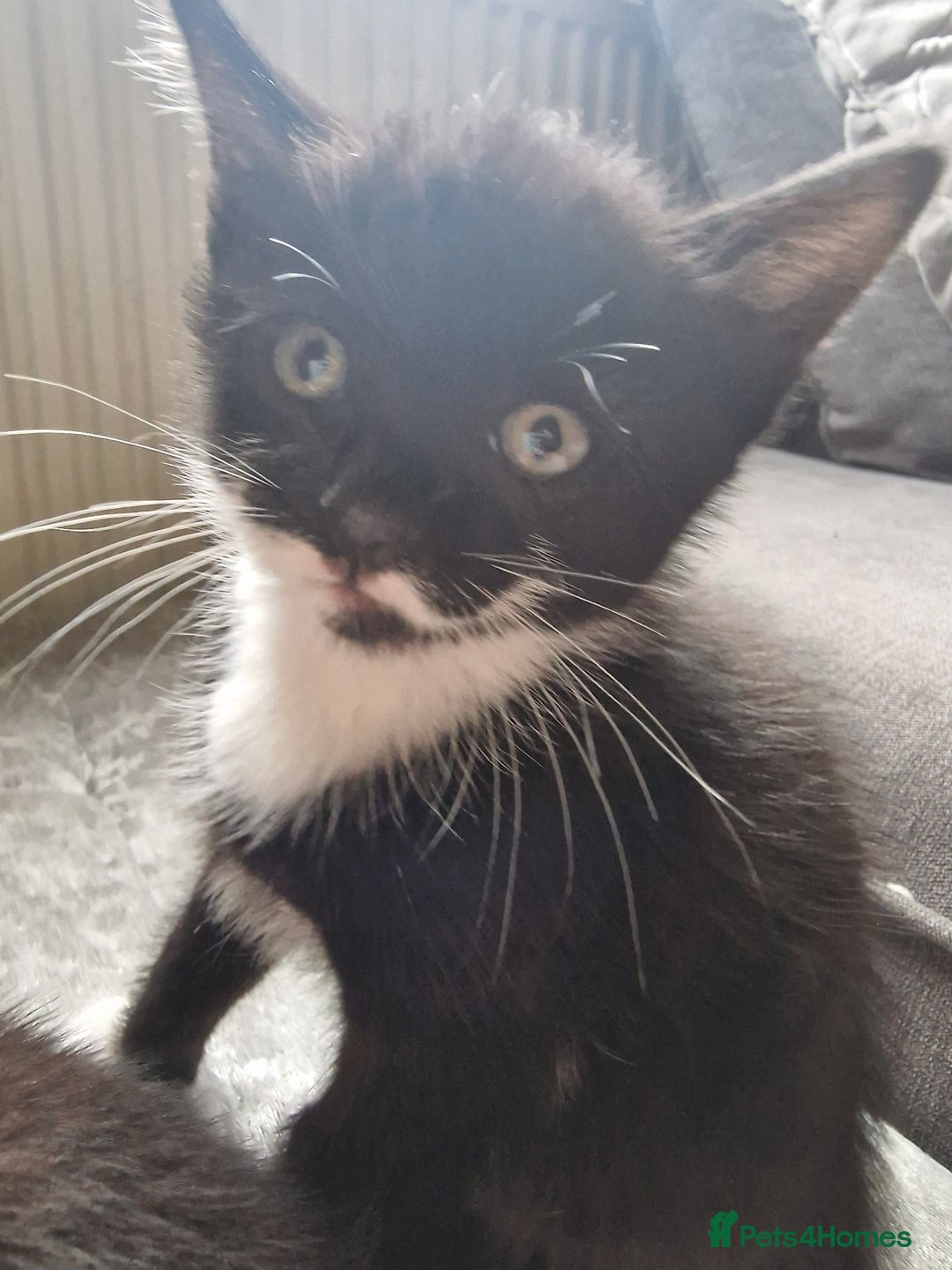 Mixed Breed cats for sale: 5 Gorgeous Tuxedo Kittens - Image 3