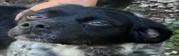 Brittany Spaniel dogs for adoption: Barbadun - 6 year old Brittany  in Ashford - Advert 3