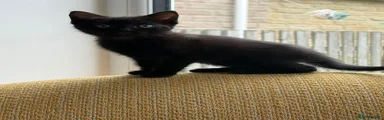 Black girl kitten 