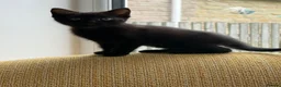 Mixed Breed cats for sale: 7 beautiful kittens ready from a loving home in Huddersfield - Advert 23