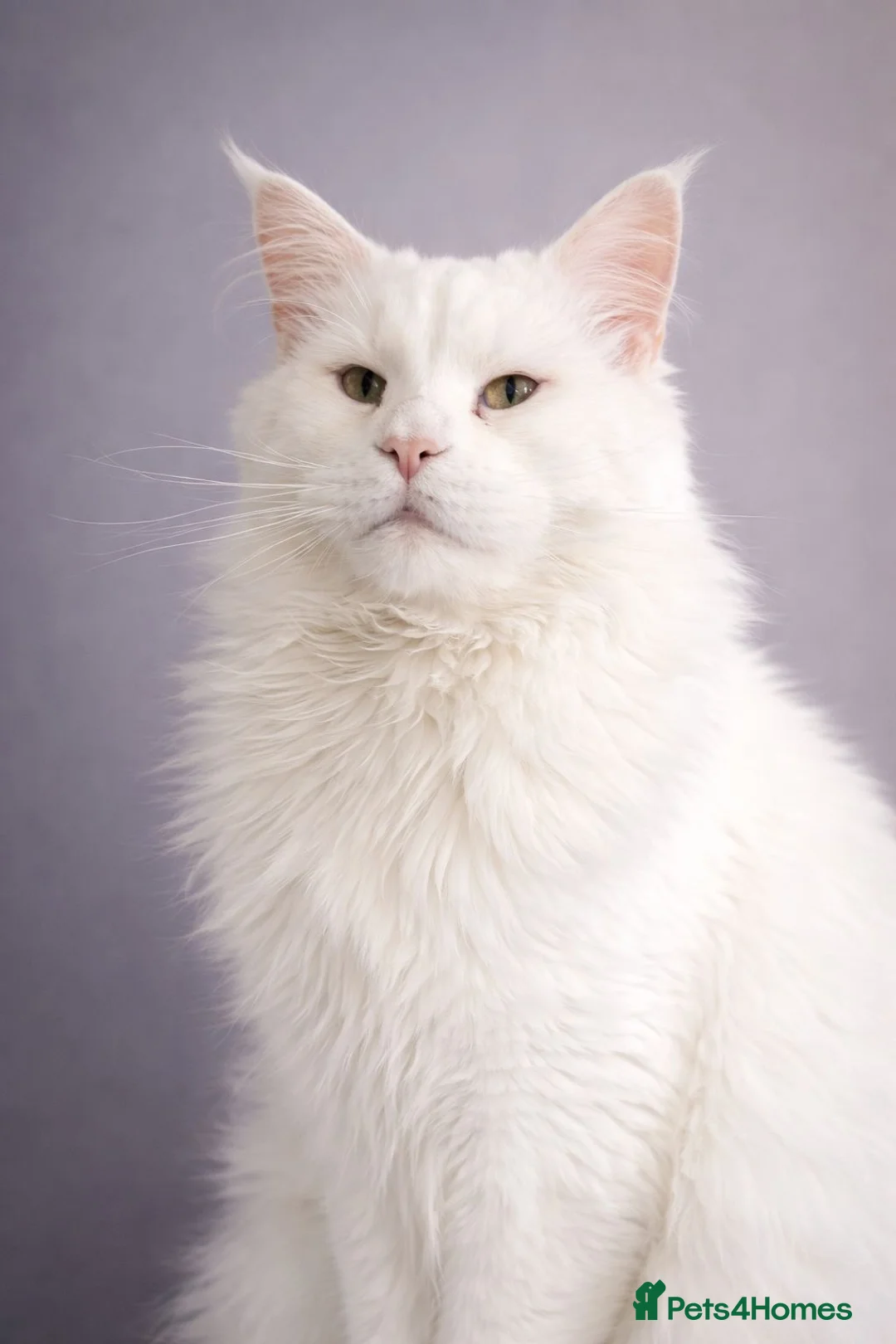 Maine Coon cats for stud: a big boy with a very rare color - Advert 1