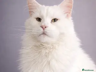 Maine Coon cats a big boy with a very rare color - Advert 6