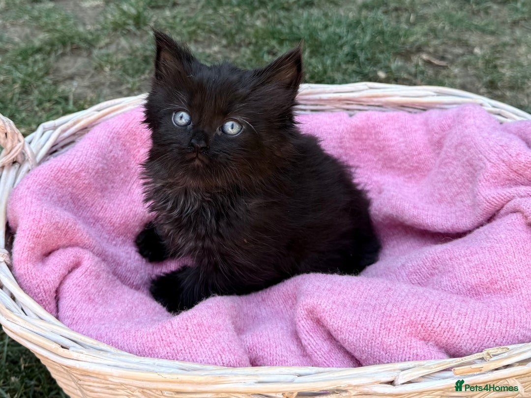 Russian Blue cats for sale: Crossed RussianBlue Kittens - Image 15