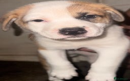 Mixed Breed dogs for sale: Akita Mix with Staffordshire Bull Terrier - Image 6