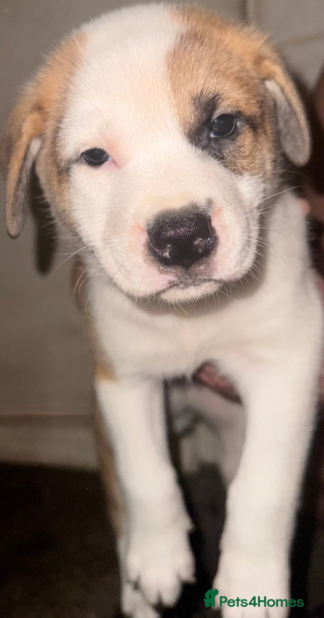 Mixed Breed dogs for sale: Akita Mix with Staffordshire Bull Terrier - Image 6