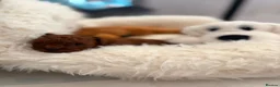 Toy Poodle dogs for sale: ✨ AN EXCEPTIONAL ASIAN TOY POODLE BOY ✨ - Advert 4