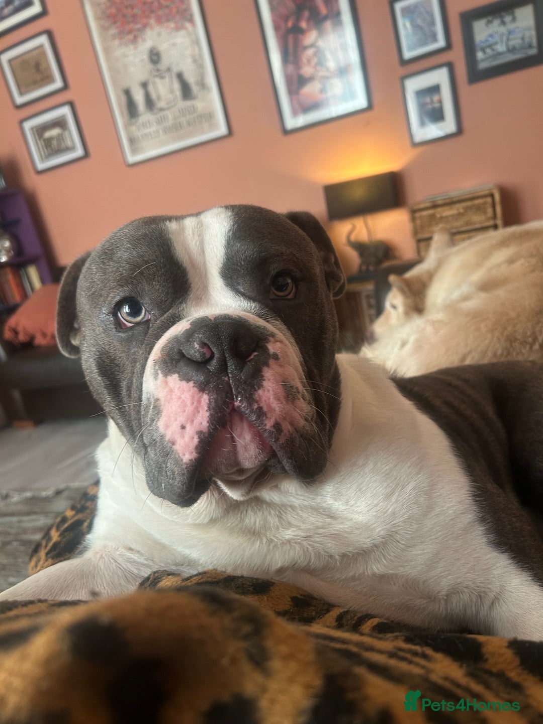 Olde English Bulldogge dogs for sale: 14 Month Olde English Bulldog  - Advert 1