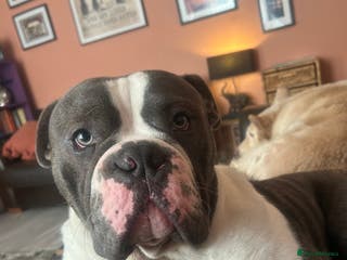 Olde English Bulldogge dogs 14 Month Olde English Bulldog - Advert 10