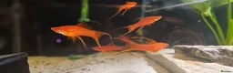 Swordtails fish for sale: Lyretail Male Adult Swordtails – Homebred - Advert 1